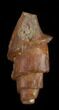 Agatized Fossil Gastropod From Morocco - #38431-1